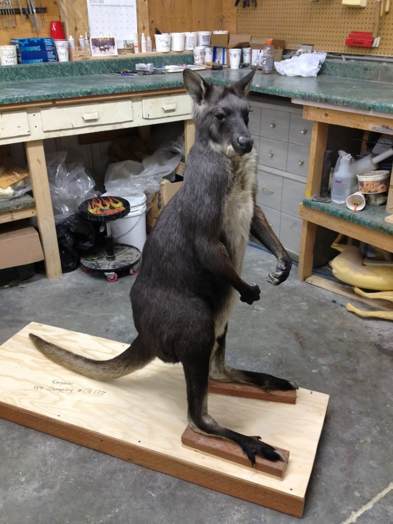 Turning a Red Kangaroo into a Black Wallaroo | Welcome to the Taxidermy